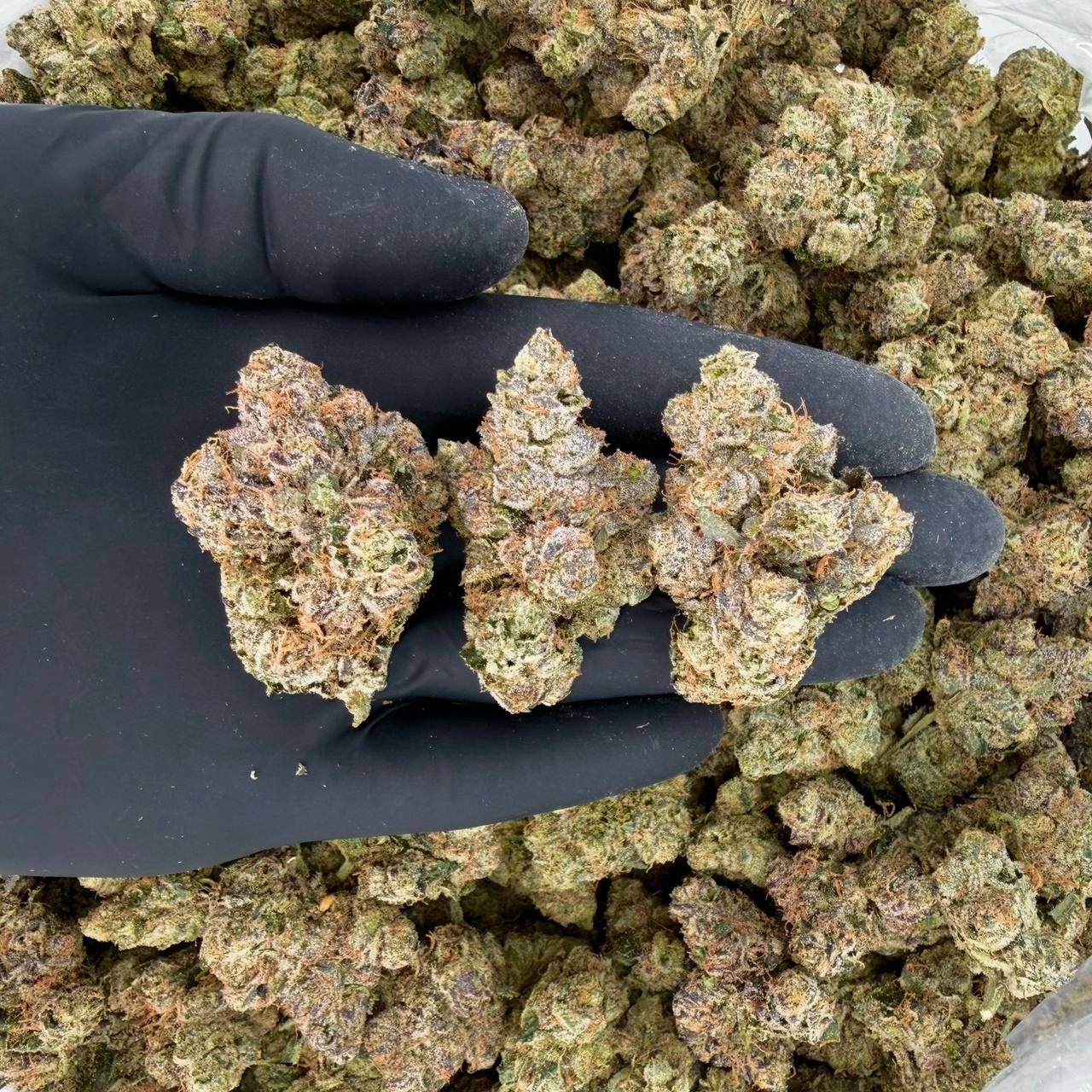 Lipstain (ZaZa Tier)