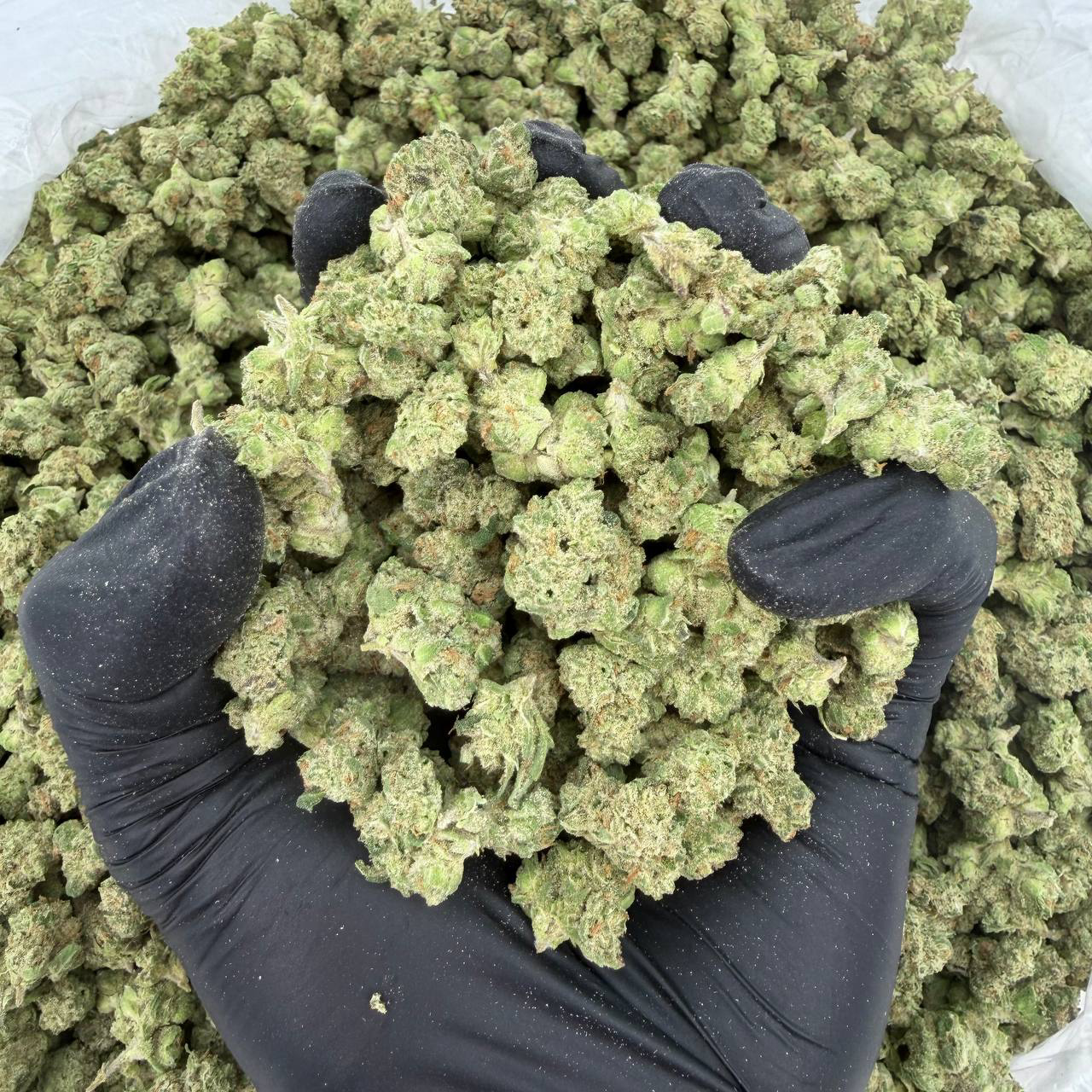 Exotic Smalls: Black Cherry Gelato